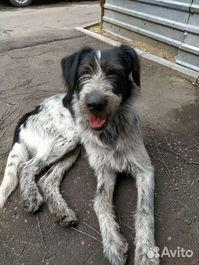 Собака в добрые руки