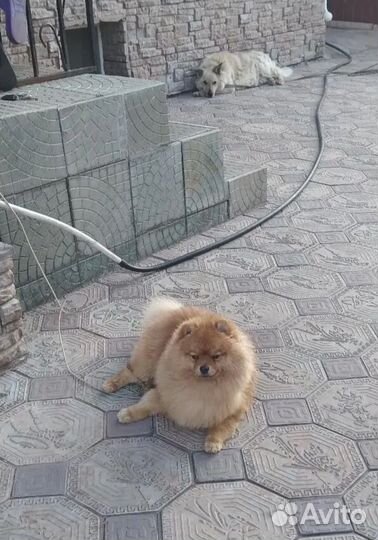 Вязка собак шпиц