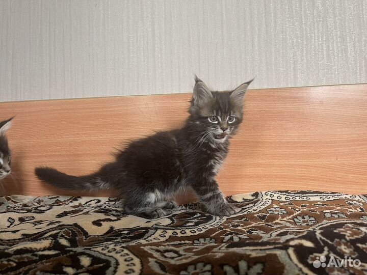 Котята мейн-кун