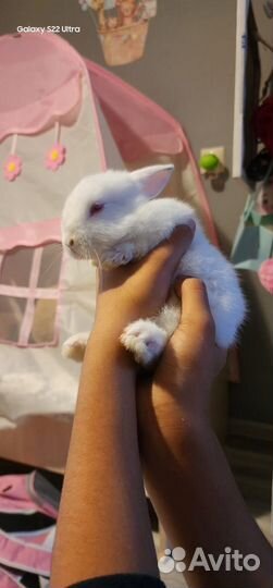 Декоративные кролики