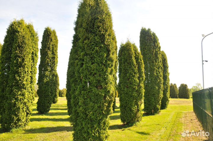 Туя западная