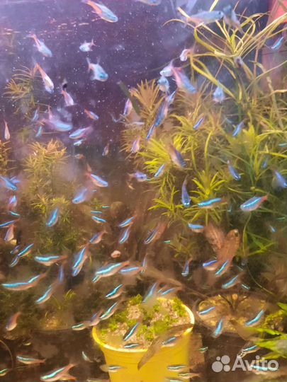 Аквариумные рыбки