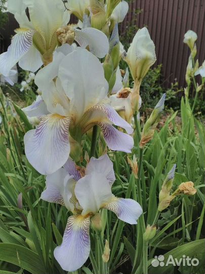 Ирис голубой