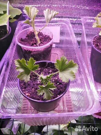 Королевская пеларгония