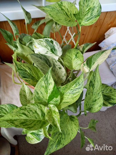 Сциндапсус марбл квин