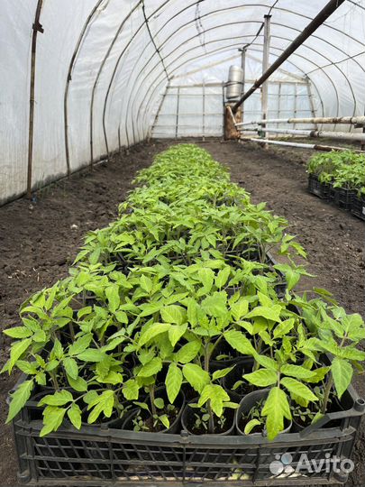 Рассада помидор, баклажан, перца. Рассада цветов