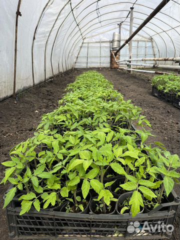 Рассада помидор, баклажан, перца. Рассада цветов