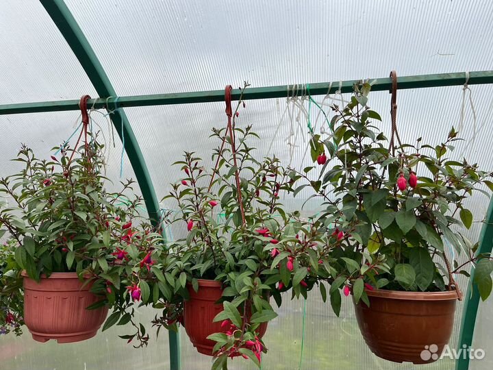 Петунья, кашпо, лобелия, бархатцы