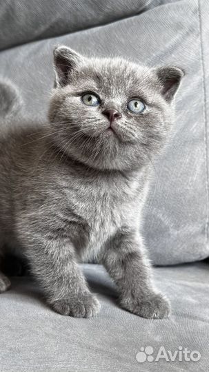 Британский вислоухий котенок