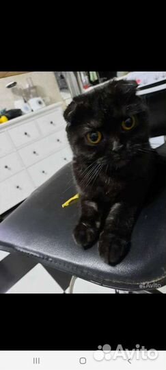 Британские вислоухие кошечки