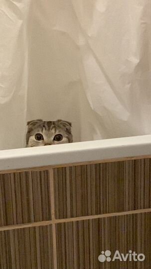 Шотландский кот вязка