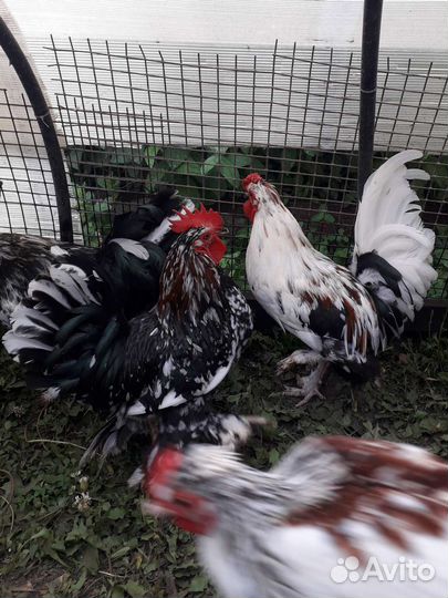 Петух породы бентамка