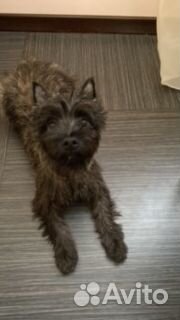 Собака на передержку - от мелких до средних пород