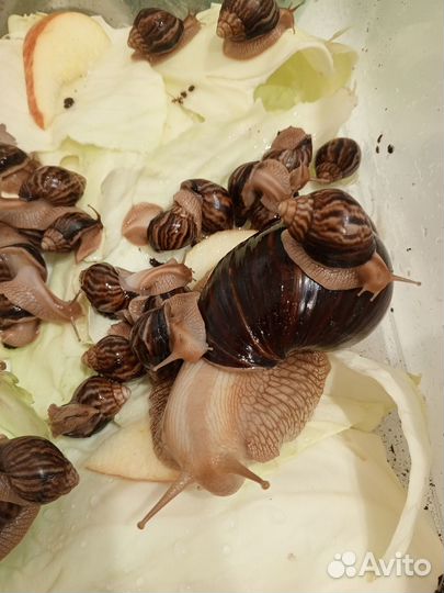 Улитки Ахатины