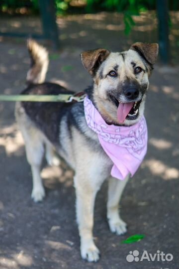 Молодая Собака Валя грустит в клетке приюта