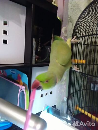 Попугай Ожереловый самец 