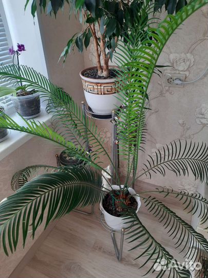 Цикас(саговая пальма)