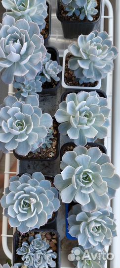 Суккуленты Эхеверия