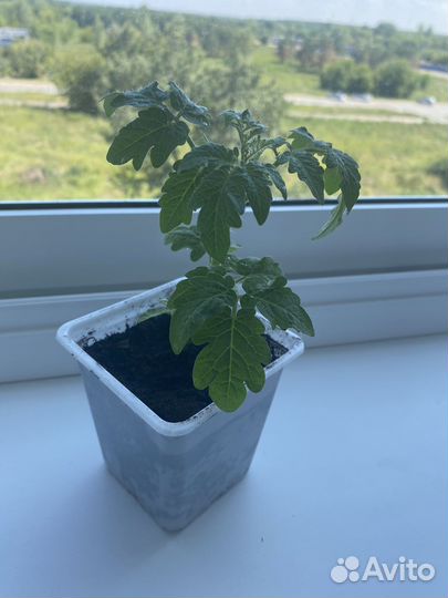 Рассада помидор черри комнатные