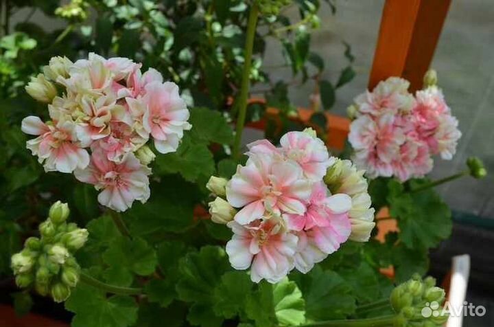 Пеларгонии сортовые