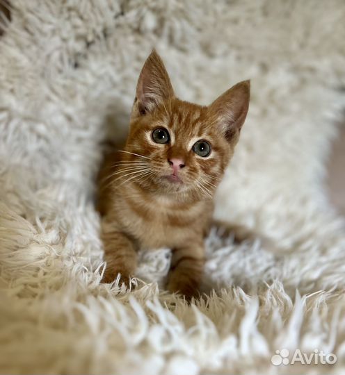 Рыжий котенок в добрые руки