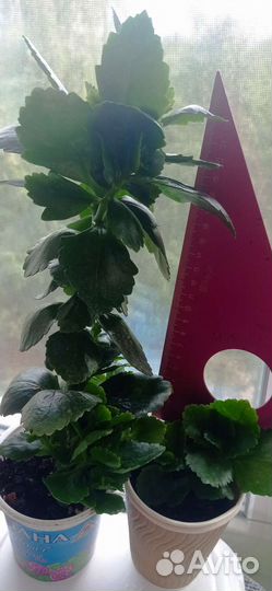 Каланхоэ цветущий,розебудные пеларгонии