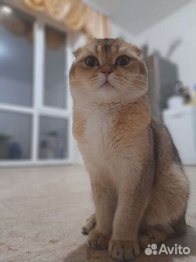 Шотландская вислоухая золотая шиншилла