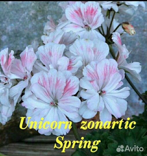 Пеларгония герань сортовая