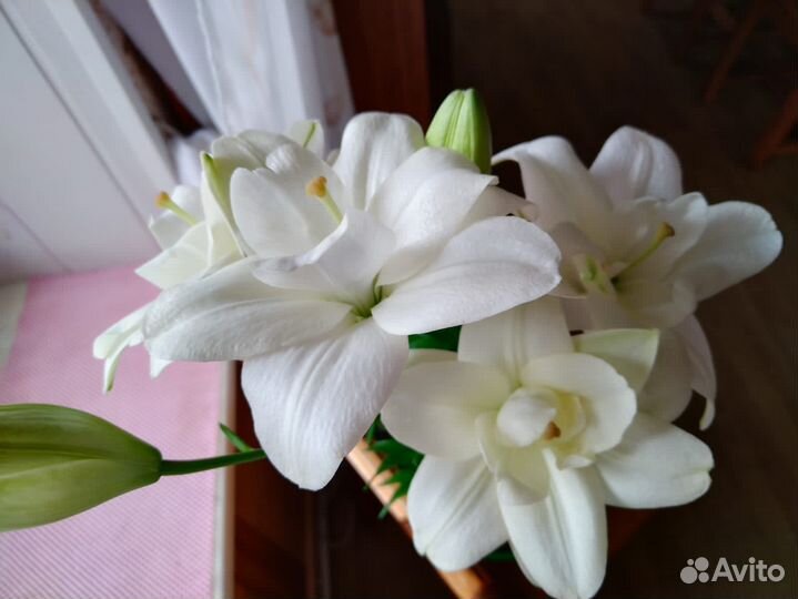 Цветы лилии,примулы