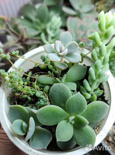 Мини садики. Суккуленты