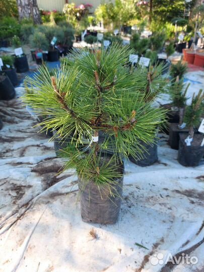 Продам сосну черную Спилберг