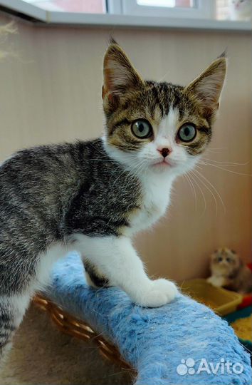 Котёнок в дар