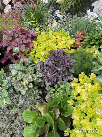 Цветы для Вашего сада и дачи