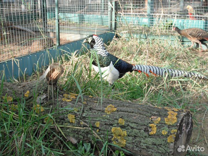 Фазаны свайно и алмазные