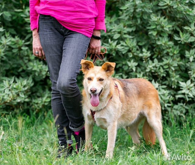 Собака в добрые руки