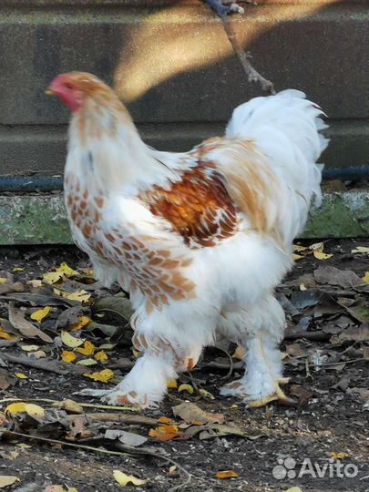 Куры брама белое золото