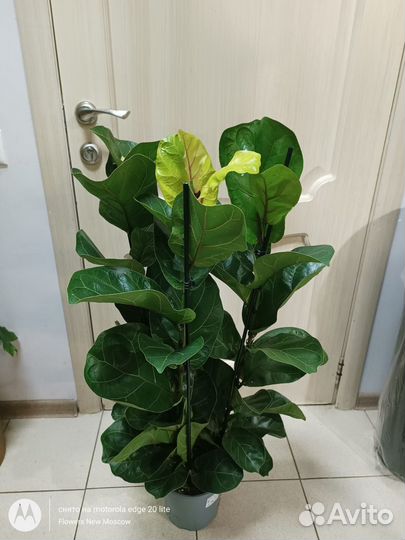 Фикус лирата бамбино 100 см