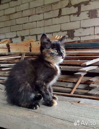 Котенок в добрые руки