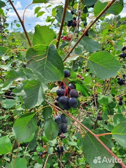 Ирга кустарник саженцы