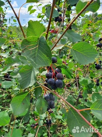 Ирга кустарник саженцы