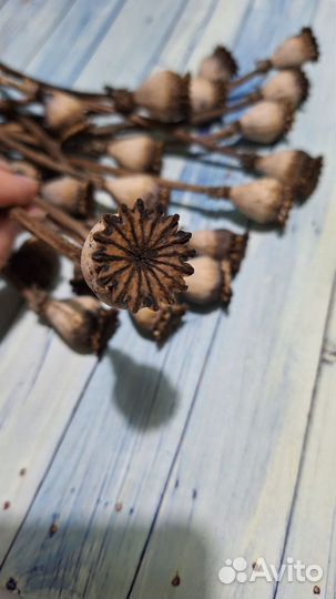 Декор,сухоцветы