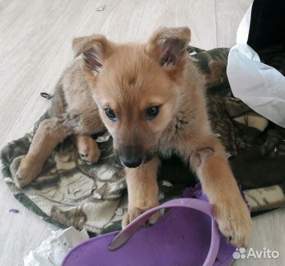 В дар милые дворняжки