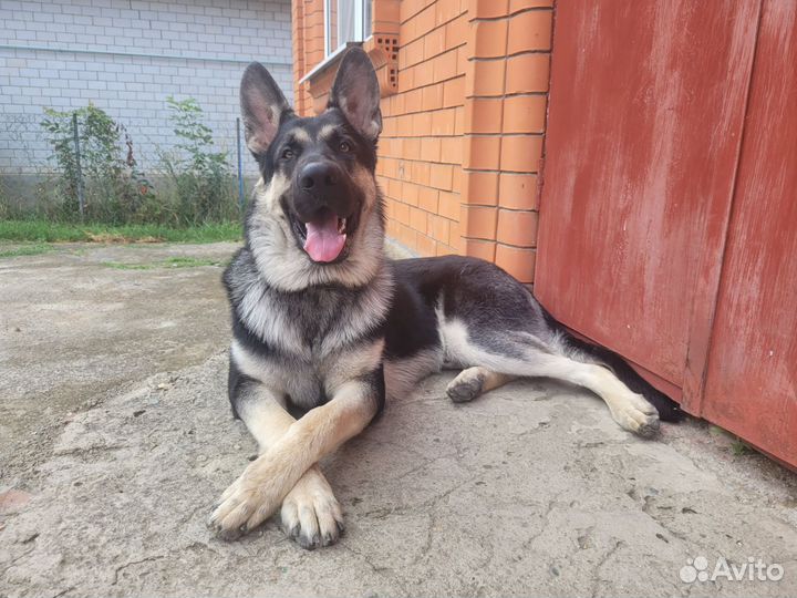 Вязка кобель вео