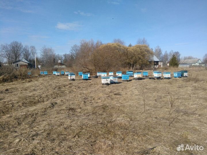 Продам пчелосемьи