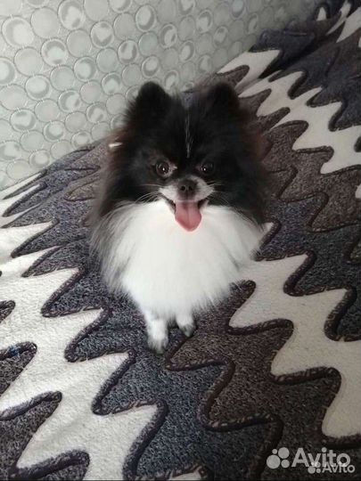 Немецкий шпиц