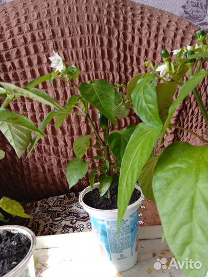 Рассада острого перца