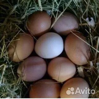 Домашние куриные яйца