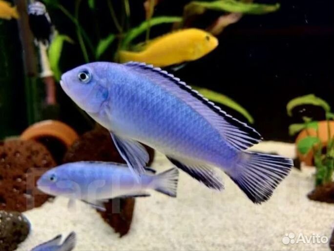 Мальки цихлид Пиндани