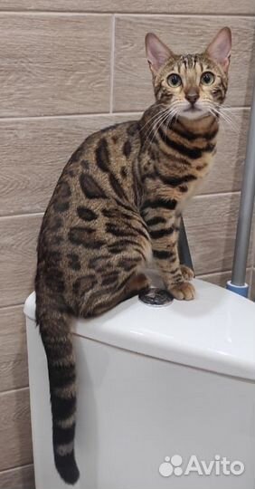 Бенгальский котенок