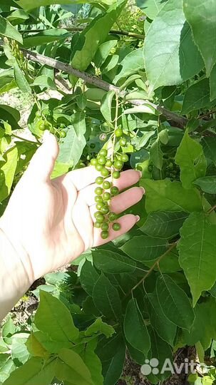 Черемуха сортовая крупная